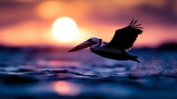 Pelican flying low over ocean waves at sunset with dramatic orange and purple sky reflecting on water surface creating stunning seascape scene.