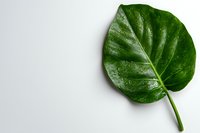 Fresh tropical monstera leaf with water drops isolated on white background, minimalist botanical composition for natural design and decoration.