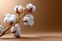 Fluffy white cotton plant bolls on brown branch against warm brown background, natural organic textile material in soft lighting and macro photography.