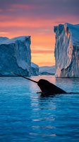 Narwhal swimming among icebergs at sunset with dramatic orange and pink sky, arctic wildlife in natural habitat during golden hour.