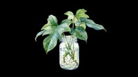 Potted plant with green leaves in glass jar filled with water, isolated on transparent background. Ready for design use on t-shirts, clipart, stickers, print-on-demand products, and sublimation projects.
