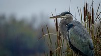 Great blue heron standing among tall marsh grasses in natural wetland habitat. Majestic wading bird with detailed plumage in serene outdoor environment.