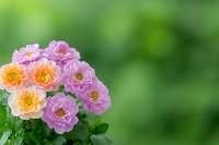 Pink and peach roses bloom in delicate clusters against soft green bokeh background, creating romantic garden atmosphere for floral design and nature photography.