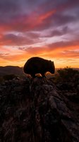Silhouette of wild bear standing on rocky cliff against dramatic sunset sky with purple orange clouds in wilderness landscape for nature photography.