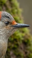 Close-up portrait of gila woodpecker with distinctive gray plumage and orange crown feathers against blurred natural background for wildlife photography.