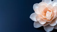Delicate peach and white lotus flower in full bloom against dark blue background, creating dramatic contrast and serene atmosphere for wellness and spa designs.