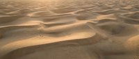 Golden sand dunes with rippled texture creating natural patterns in desert landscape. Warm sunlight highlights undulating terrain for travel concepts.