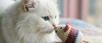 White fluffy cat playing with knitted toy mouse, indoor pet entertainment and playtime activity for feline companions.