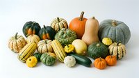 Assorted fresh autumn squash, pumpkins, and gourds in various sizes and colors including orange, green, yellow, and cream tones arranged on white background for fall harvest themes and seasonal produce designs.