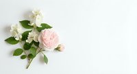 Delicate pink rose with white jasmine flowers and green leaves arranged on clean white background for wedding invitations and romantic design projects.