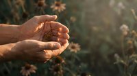 Hands gently holding pine cone in warm golden sunlight with blurred autumn foliage background creating peaceful nature connection moment.