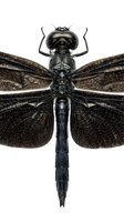 Detailed dragonfly specimen with intricate wing patterns and segmented body structure isolated on white background for scientific study and design projects.