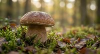 Fresh porcini mushroom growing in autumn forest floor among moss and fallen leaves with warm sunlight filtering through trees in natural woodland habitat.