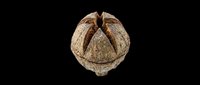 Dried walnut in shell with cracked open top, isolated on transparent background. Ready for clipart, stickers, t-shirt design, print on demand, and sublimation projects.
