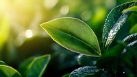 Fresh green tea leaves with water drops in morning sunlight, natural bokeh background. Close up macro photography showing organic plant detail and texture.