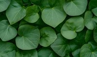 Fresh green heart-shaped leaves creating natural pattern background. Lush foliage texture with round leaf shapes and visible veins for nature designs.