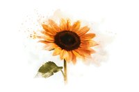 Watercolor sunflower with soft orange petals and dark center on white background, artistic botanical illustration with delicate paint splashes and gentle transitions.