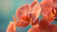 Coral orange orchid flowers with delicate petals and intricate patterns blooming against soft turquoise background for spa wellness and tropical decor themes.