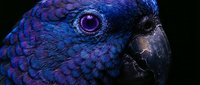 Close-up portrait of a blue and purple parrot with vivid violet eye against dark background, showcasing exotic bird feather texture detail.