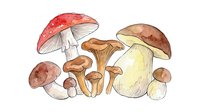 Assorted mushrooms including red toadstool, chanterelle, and button varieties isolated on white background, suitable for culinary, educational, and design projects.