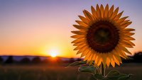 Bright sunflower blooming in golden field during stunning sunrise with warm orange and purple sky colors creating peaceful agricultural landscape scene.
