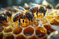 Macro photography of honey bees working on fresh honeycomb cells filled with golden honey, perfect for nature, agriculture and beekeeping concepts and designs.