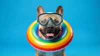 Funny French Bulldog wearing oversized goggles and colorful rainbow float ring against bright blue background, perfect for pet humor and animal comedy content.