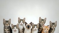 Row of adorable kittens with different breeds and colors sitting together on white background, isolated for pet adoption and veterinary concepts.