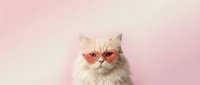 Fluffy white Persian cat wearing trendy heart-shaped sunglasses against soft pink gradient background for Valentine's Day themed designs and romantic content.