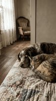 Cozy dog and cat sleeping together on vintage rug in warm sunlit living room with antique chair, showcasing peaceful pet friendship and home comfort.