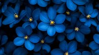 Vibrant blue flowers with yellow centers on dark background create dramatic floral pattern. Macro photography captures delicate petals and natural texture.