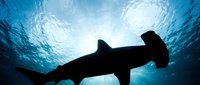 Hammerhead shark silhouette swimming underwater with sunlight rays penetrating blue ocean water from above creating dramatic marine scene.