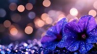 Purple flower with water droplets on petals against soft bokeh lights background creating dreamy romantic atmosphere for greeting cards and decor.