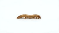 Mealworm larva isolated on white background, suitable for educational materials, pest control content, and biological research documentation.