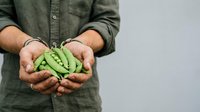 Farmer holding fresh green pea pods in hands, showcasing organic produce harvest for agriculture, farming, and food industry marketing materials.
