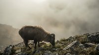 Dark woolly sheep grazing on rocky mountain terrain in misty atmospheric conditions with dramatic cloudy sky and rugged landscape backdrop.