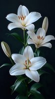 Pure white lily flowers blooming against dark background with green leaves, showing delicate petals and orange stamens. Elegant floral composition.