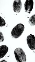 Fingerprints isolated on white background, forensic identification patterns for criminal investigation, security, biometric authentication, and legal documentation purposes.