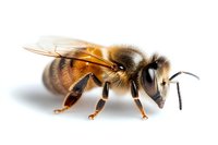 Detailed macro shot of honey bee isolated on white background showing intricate wing patterns, compound eyes, and segmented body structure. Perfect for nature education.