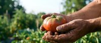Farmer hands holding fresh ripe tomato in organic garden with green plants background. Harvest time concept for healthy eating and sustainable agriculture.