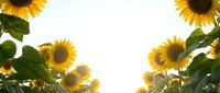 Bright sunflowers frame white sky creating natural border with green leaves and golden petals in sunny agricultural field for summer designs.