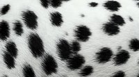Dalmatian dog fur texture with distinctive black spots on white coat, natural animal pattern for fashion and textile design backgrounds.
