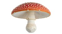 Fly agaric mushroom with red cap and white spots isolated on white background, suitable for educational materials, botanical illustrations, and design projects.