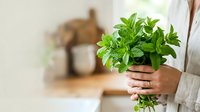 Fresh mint plant held in hands indoors, ready for culinary use, gardening, or home decoration purposes.