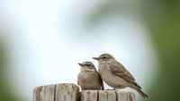 Two small brown sparrows perched together on weathered wooden fence post against soft blurred natural background for wildlife and nature themes.