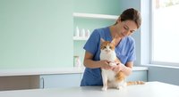 Female veterinarian in blue scrubs examining orange and white cat during checkup at modern animal clinic with natural lighting from window.