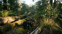 Tasmanian devil in natural forest habitat with fallen logs and native vegetation during golden hour lighting creating wildlife conservation scene.