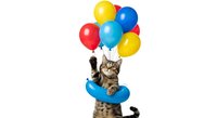 Tabby kitten holding colorful balloons on white background, isolated clipart for greeting cards, posters, t-shirt designs and children's illustrations.