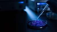 Scientist using pipette to analyze purple liquid sample in petri dish during laboratory research experiment with blue lighting atmosphere.