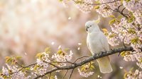 White cockatoo perched on blooming cherry blossom branch with soft pink petals falling in warm spring sunlight creating dreamy bokeh background.